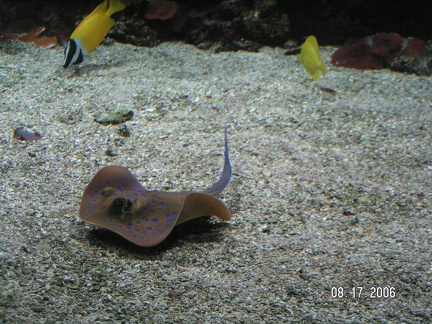 Oceanopolis-Aout-2008-0017