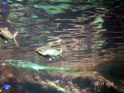 Oceanopolis-Aout-2008-0039