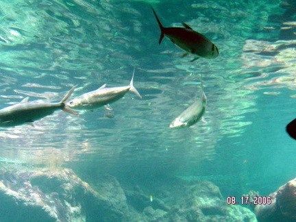 Oceanopolis-Aout-2008-0040