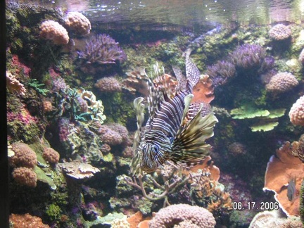 Oceanopolis-Aout-2008-0041