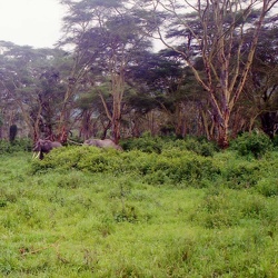 Tanzanie