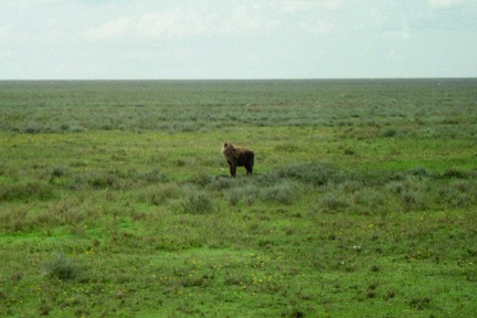 Hyenes-4